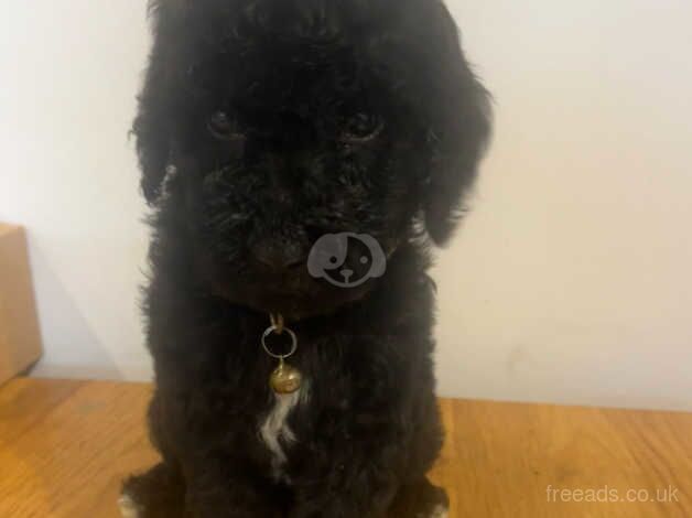 Poodle puppies for sale in Spalding, Lincolnshire – 1 year old - Image 4 of 5