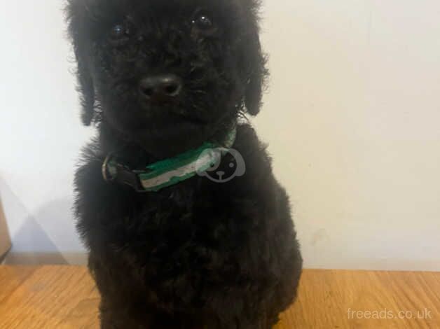 Poodle puppies for sale in Spalding, Lincolnshire – 1 year old - Image 5 of 5