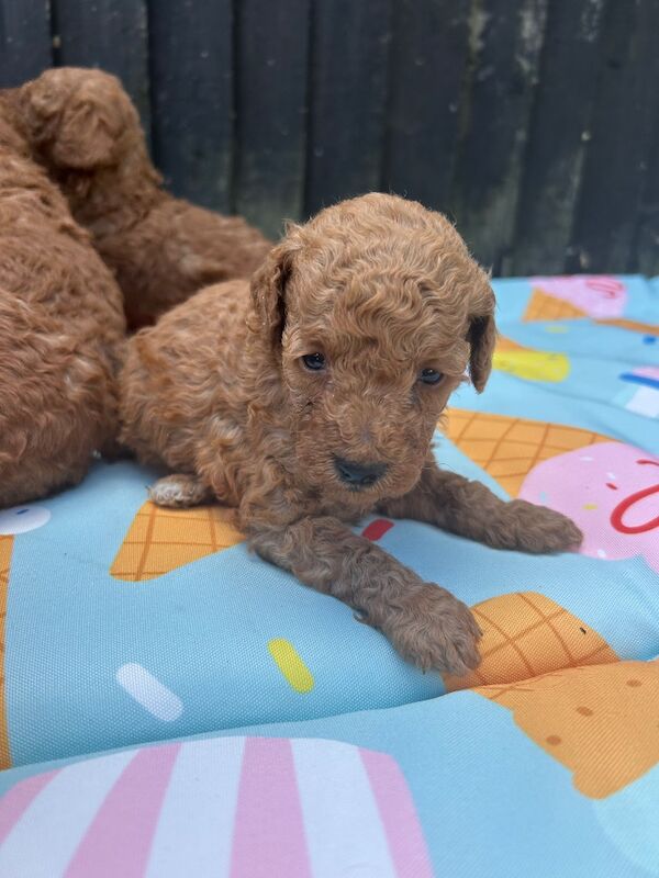 Kennel Club Registered Poodle Puppies For Sale