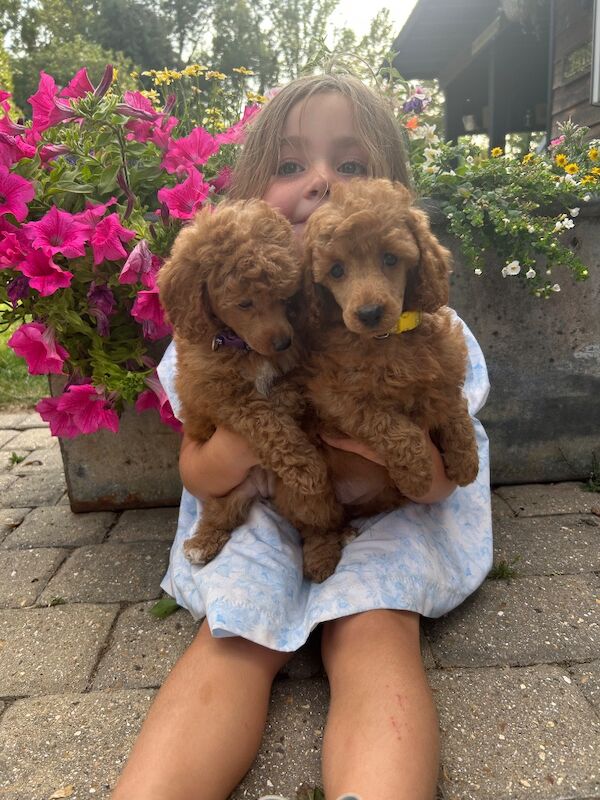 Stunning litter of pure poddles available end of July