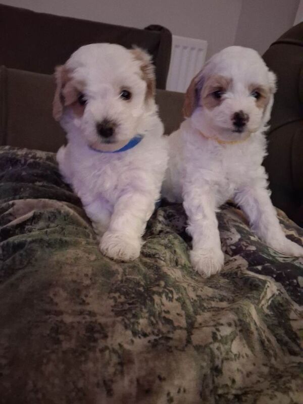 Poodle Puppies For Sale