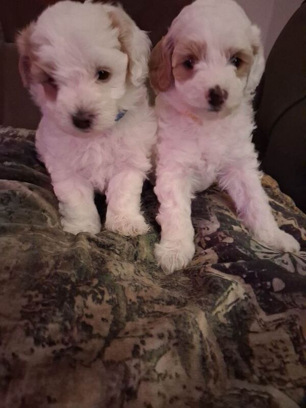 Stunning Maltipoo Puppies - Image 2 of 3