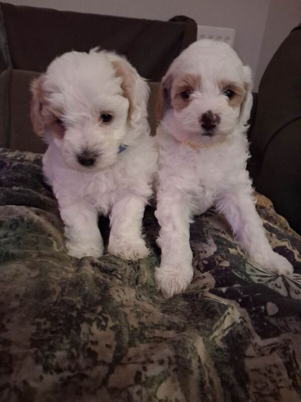 Stunning Maltipoo Puppies - Image 3 of 3