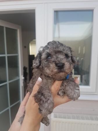 Stunning Maltipoo Puppies for sale in Kingston upon Hull, East Riding of Yorkshire