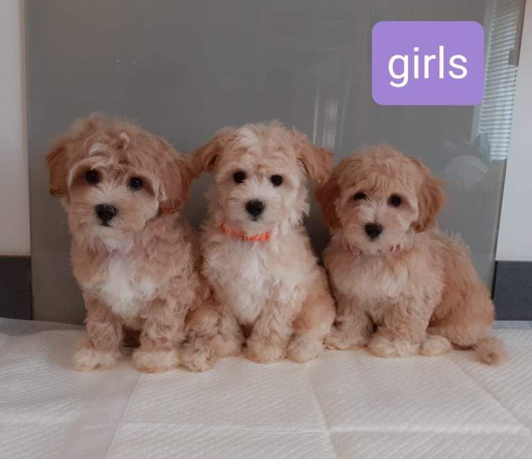 Stunning maltipoo pups