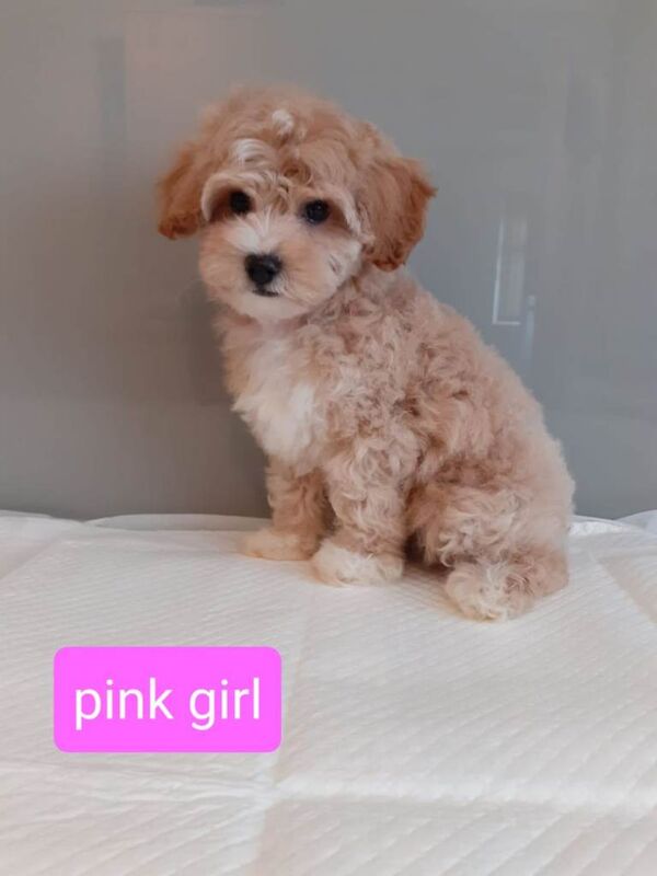 Stunning maltipoo pups - Image 2 of 3