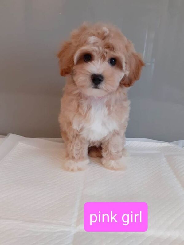 Stunning maltipoo pups - Image 3 of 3