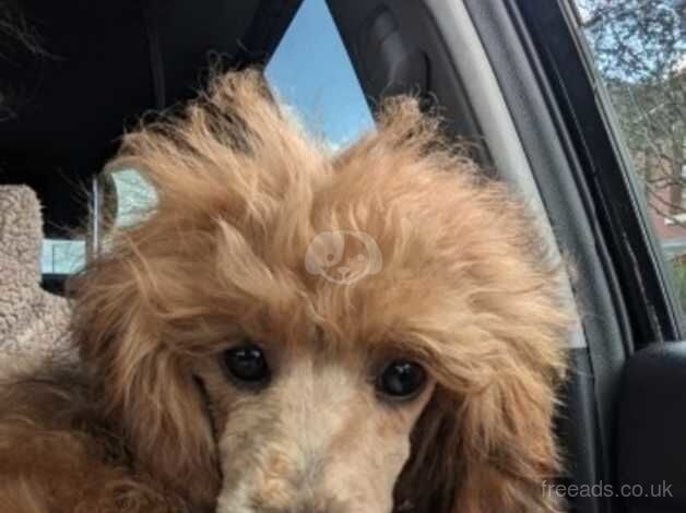 Poodle puppies for sale in Preston, Lancashire – 2 years old - Image 4 of 5