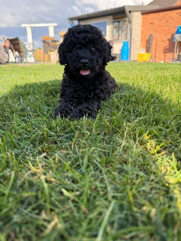 Stunning miniature Poodle Puppies - Image 2 of 6