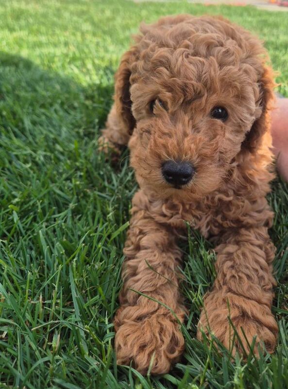 Stunning miniature Poodle Puppies - Image 3 of 6