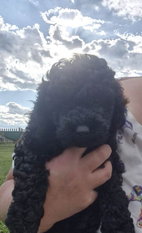 Stunning miniature Poodle Puppies - Image 4 of 6