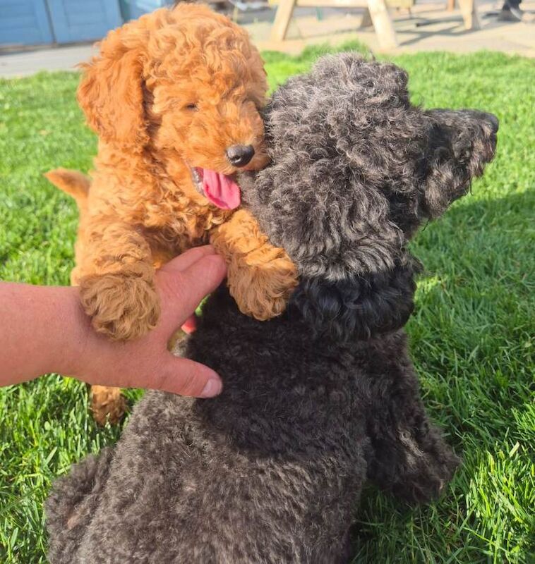 Stunning miniature Poodle Puppies - Image 5 of 6