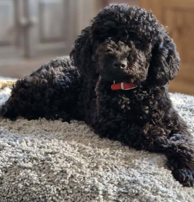Stunning miniature Poodle Puppies - Image 6 of 6