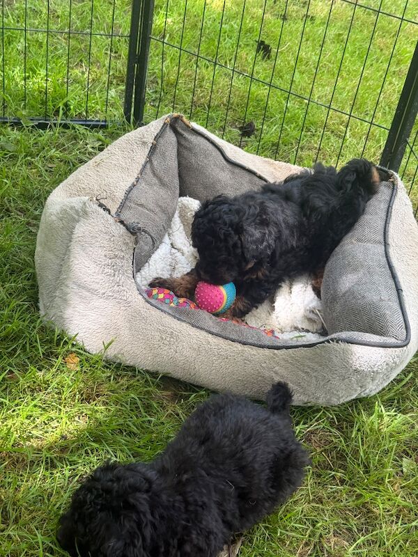 Stunning phantom boy miniature poodle x toy
