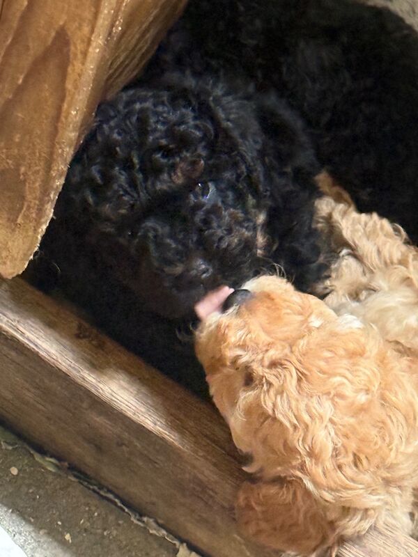 Stunning phantom boy miniature poodle x toy - Image 2 of 10