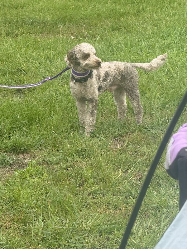 Stunning phantom boy miniature poodle x toy - Image 3 of 10