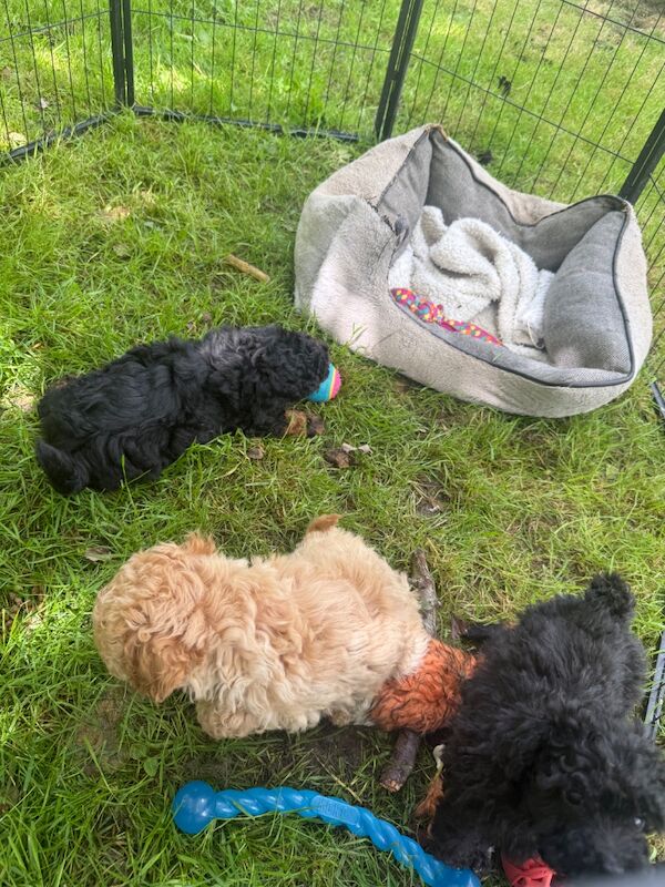 Stunning phantom boy miniature poodle x toy - Image 4 of 10