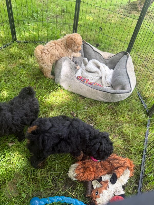 Stunning phantom boy miniature poodle x toy - Image 5 of 10