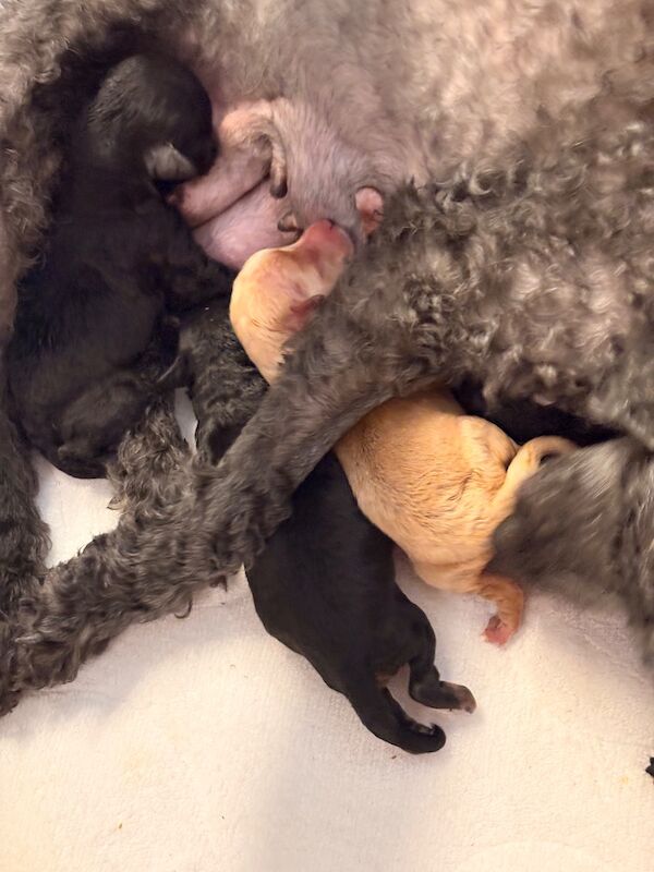 Stunning phantom boy miniature poodle x toy - Image 10 of 10