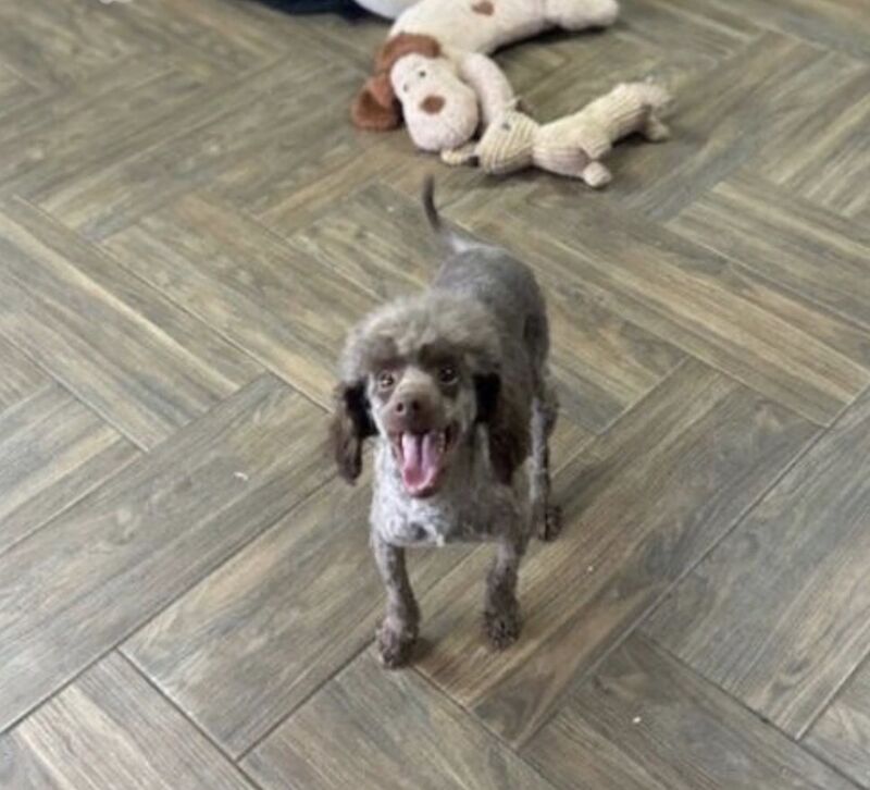 Kennel Club Registered Poodle Puppies For Sale