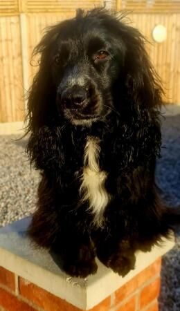 Stunning Quality *F1 Cockapoos* 2 Left - Image 2 of 5