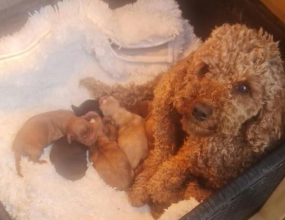 Stunning Quality *F1 Cockapoos* 2 Left - Image 3 of 5