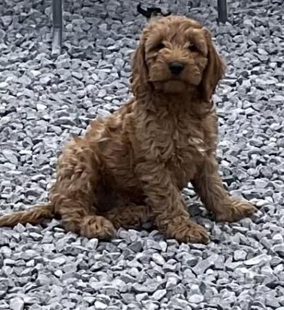 Stunning Quality *F1 Cockapoos* 2 Left - Image 4 of 5