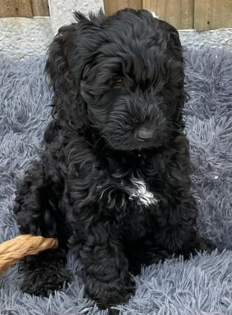 Stunning Quality *F1 Cockapoos* 2 Left - Image 5 of 5
