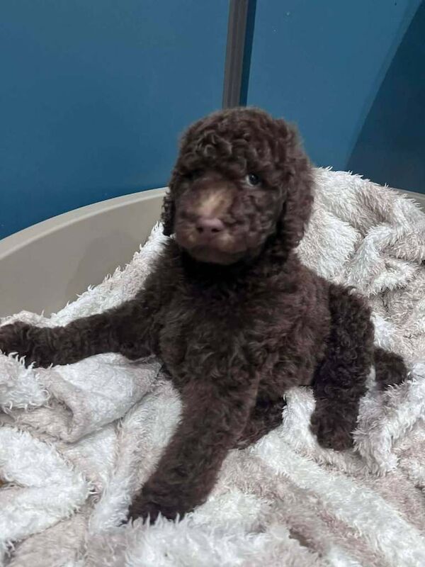 Stunning standard poodle puppies Kc Registered ready now - Image 2 of 3
