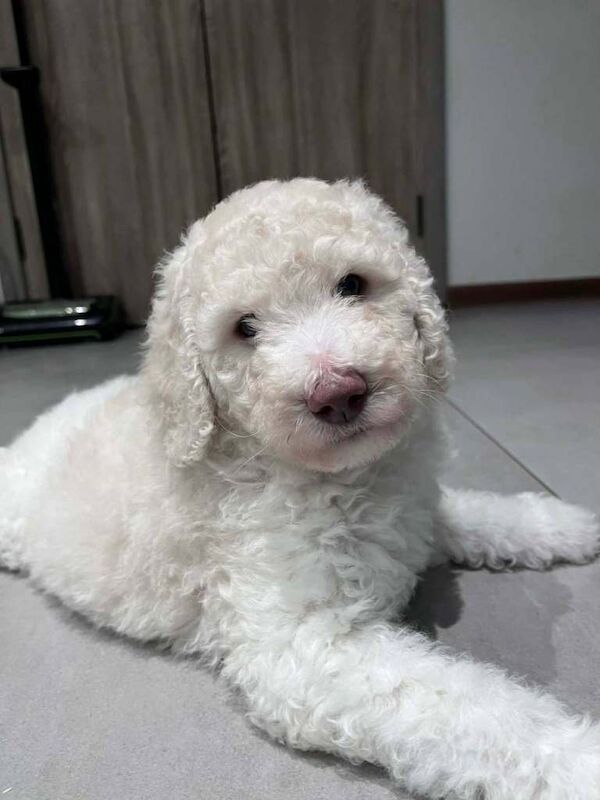 Stunning standard poodle puppies Kc Registered ready now - Image 3 of 3