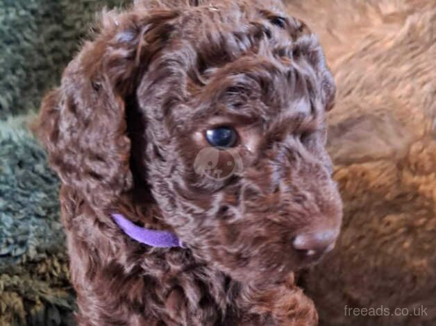 Poodle puppies for sale in Egremont, Cumbria – 1 year old - Image 2 of 5