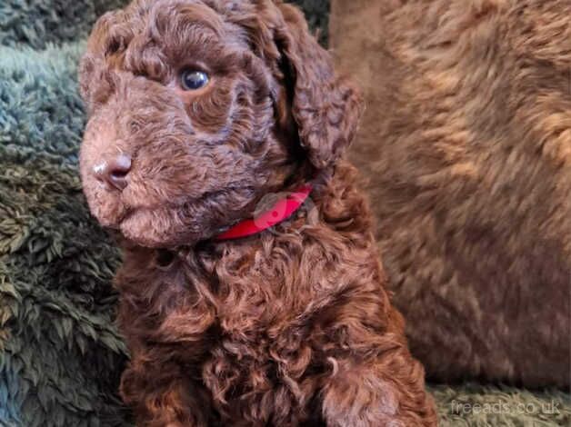 Poodle puppies for sale in Egremont, Cumbria – 1 year old - Image 3 of 5