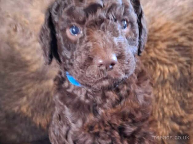 Poodle puppies for sale in Egremont, Cumbria – 1 year old - Image 4 of 5