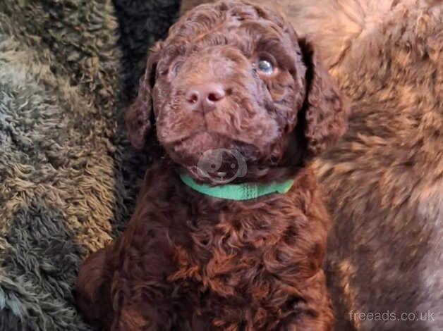 Poodle puppies for sale in Egremont, Cumbria – 1 year old - Image 5 of 5