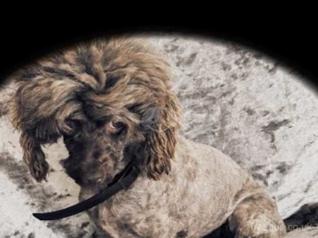 Poodle puppies for sale in Grays, Essex – 2 years old - Image 1 of 3