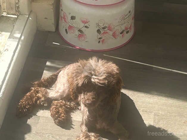 Poodle puppies for sale in Grays, Essex – 2 years old - Image 2 of 3