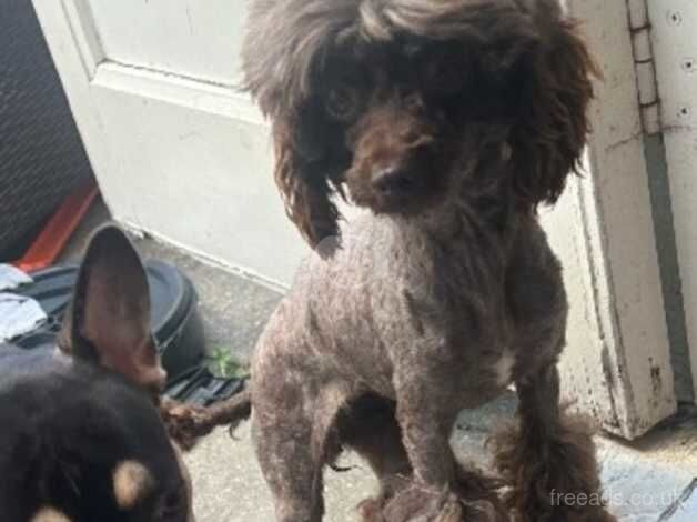 Poodle puppies for sale in Grays, Essex – 2 years old - Image 3 of 3