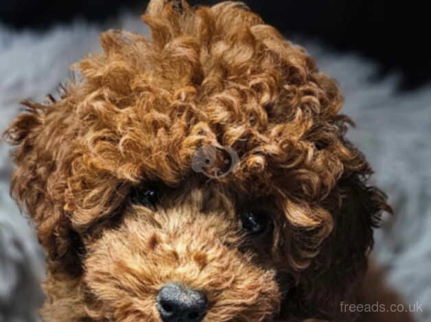Poodle puppies for sale in Nottingham, Nottinghamshire – 1 year old - Image 2 of 5