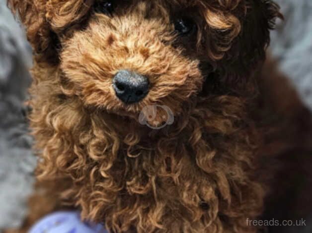 Poodle puppies for sale in Nottingham, Nottinghamshire – 1 year old - Image 3 of 5