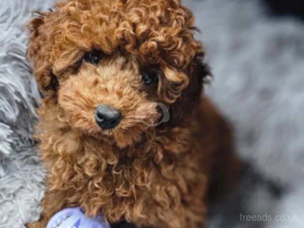 Poodle puppies for sale in Nottingham, Nottinghamshire – 1 year old - Image 4 of 5
