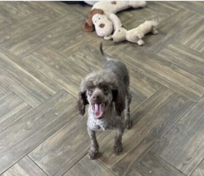 Sweeny adorable chocolate toy poodle boy