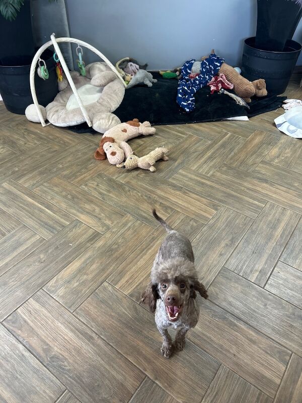 Sweeny chocolate toy poodle boy