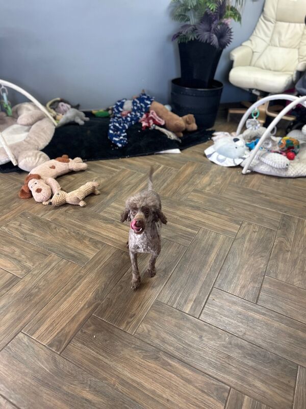 Sweeny chocolate toy poodle boy - Image 2 of 5