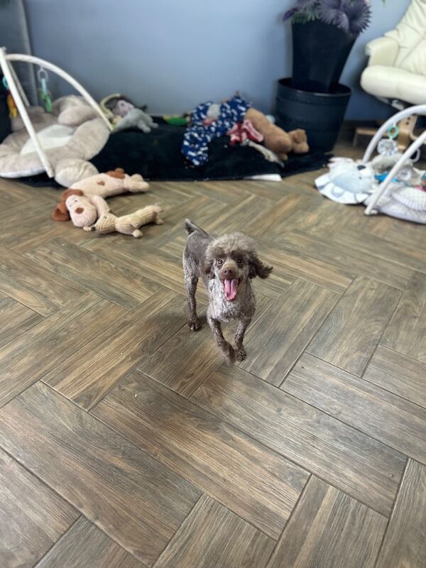 Sweeny chocolate toy poodle boy - Image 3 of 5