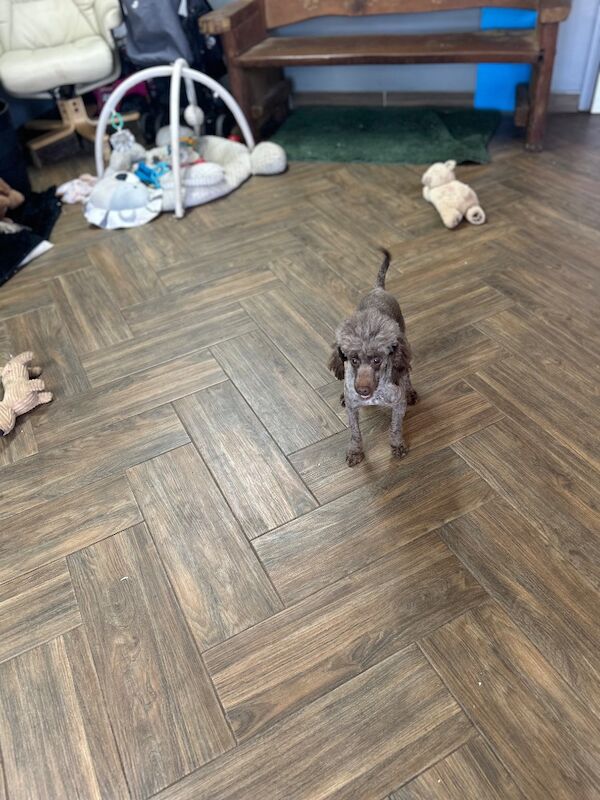 Sweeny chocolate toy poodle boy - Image 4 of 5