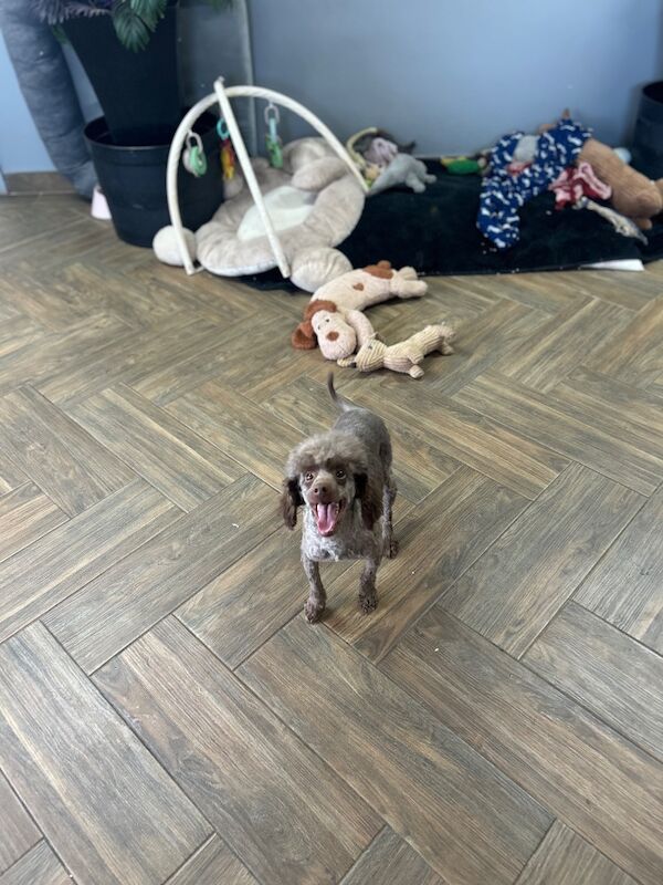 Sweeny chocolate toy poodle boy - Image 5 of 5
