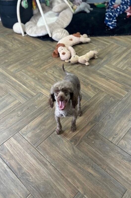 sweeny is looking for a home he is a proven stud