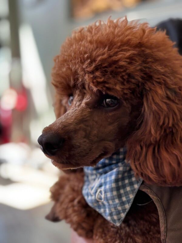 Sweet Mini Poodle Stud – Archie | KC Reg & Tested