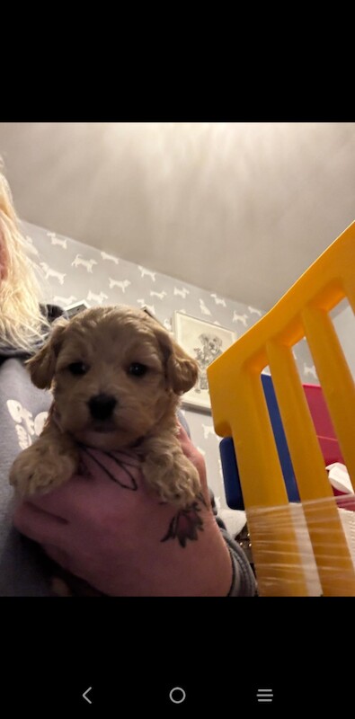 Teddy Bear Maltipoo Puppy