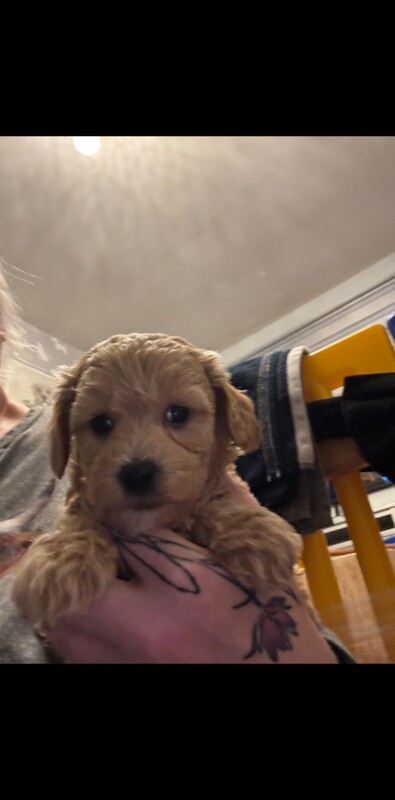Teddy Bear Maltipoo Puppy - Image 2 of 2